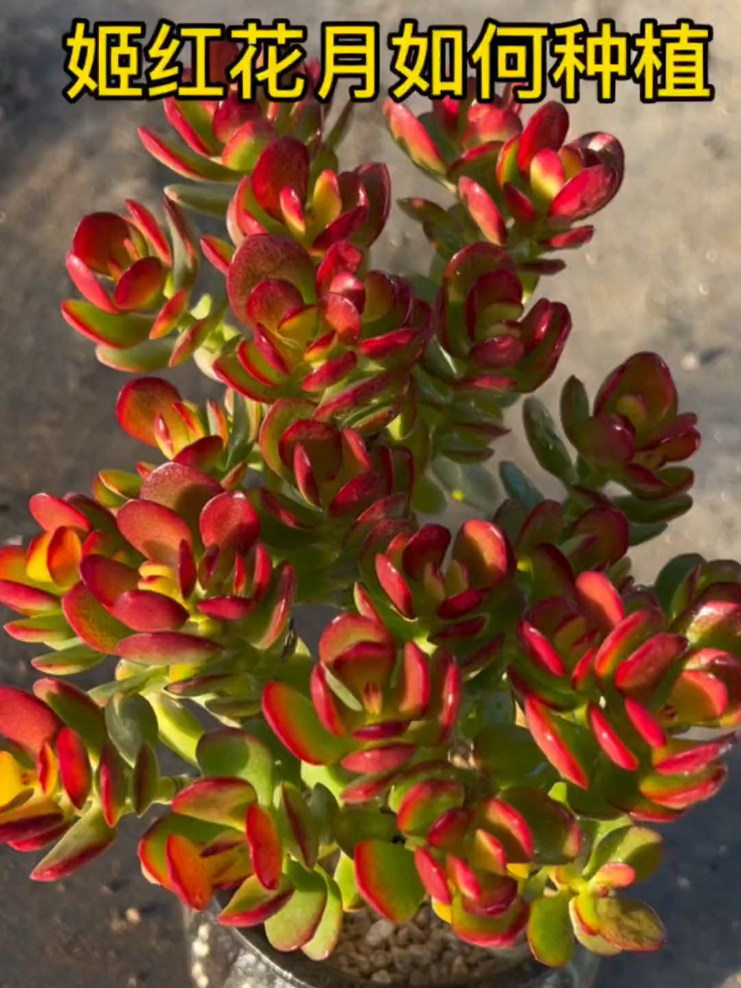 姬红花月多肉收到后种植方法