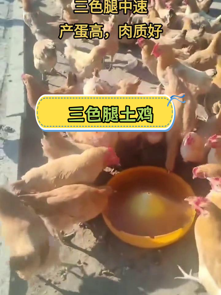 土鸡中的优质品种,三色腿中速鸡