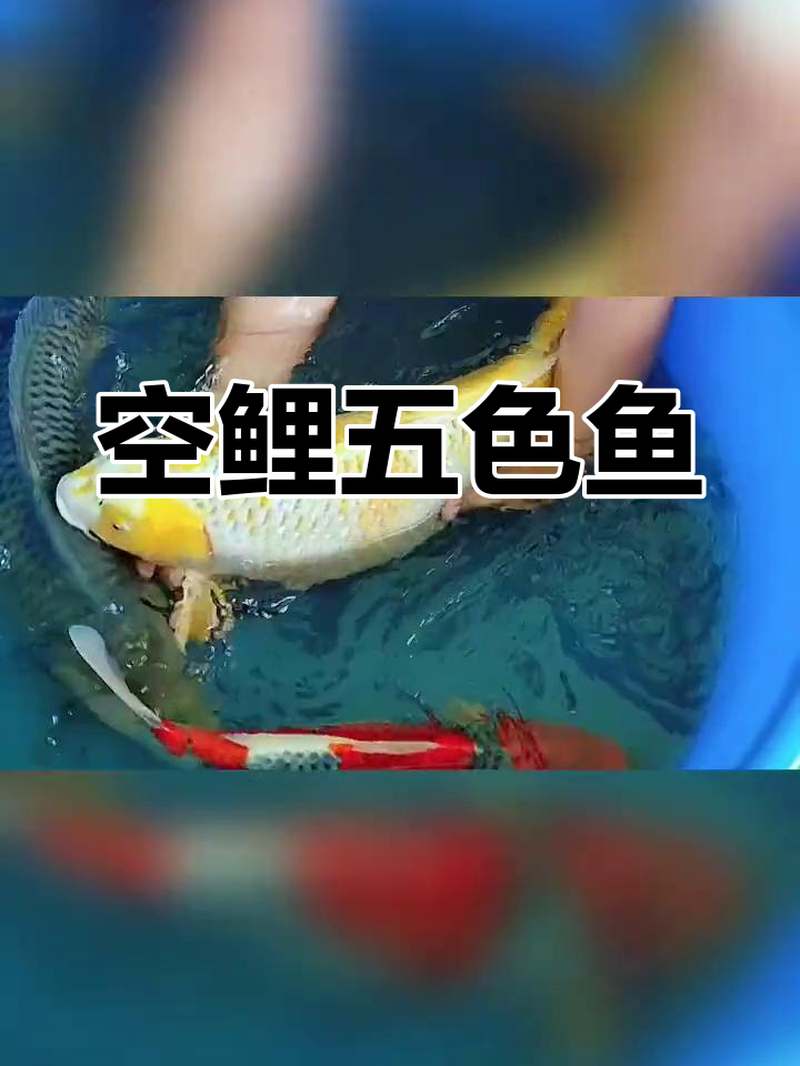 五色锦鲤与银鳞孔雀的美丽池养