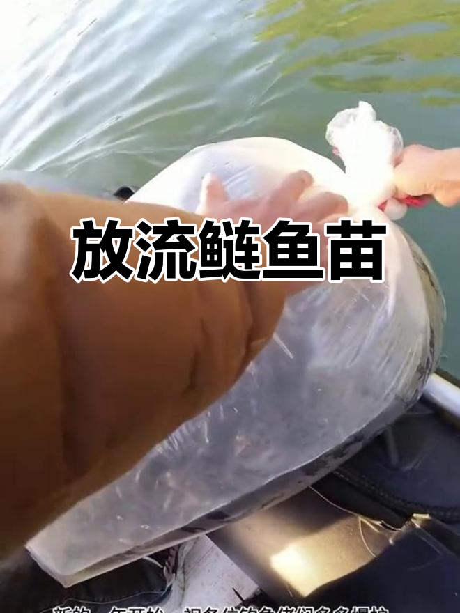 钓鱼佬放生鲢鱼苗,助力水质净化