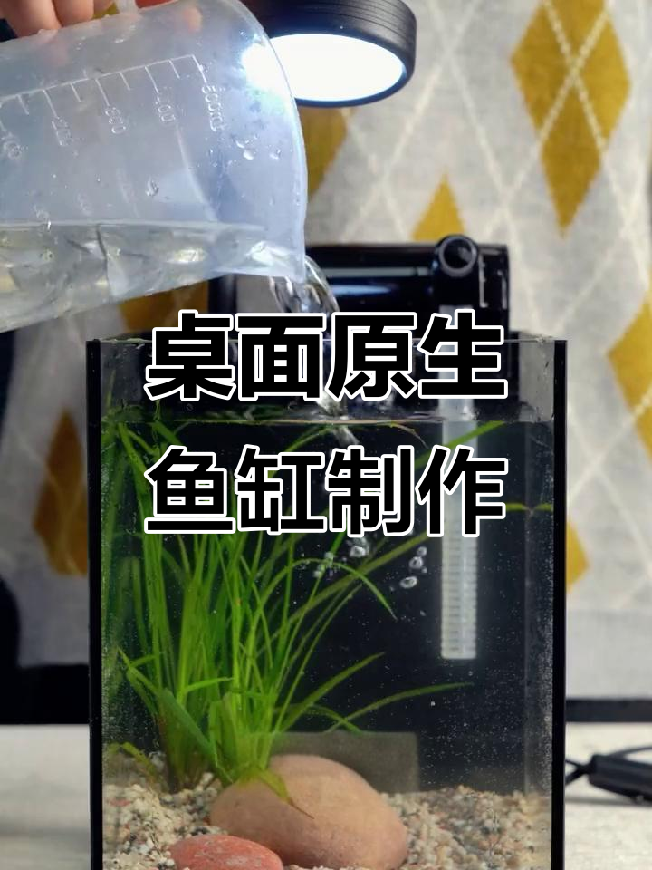 小巧原生小鱼缸造景,简单步骤打造水草生态