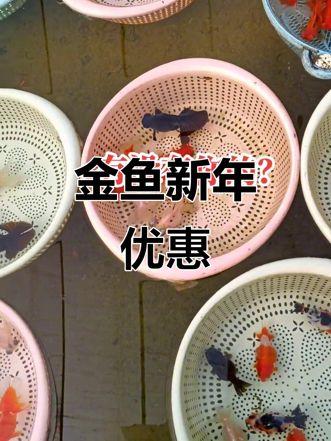 新年福利大放送!金鱼品种任你挑,批发价格超实惠