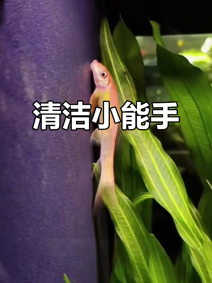 金苔鼠鱼,轻松解决鱼缸藻类问题
