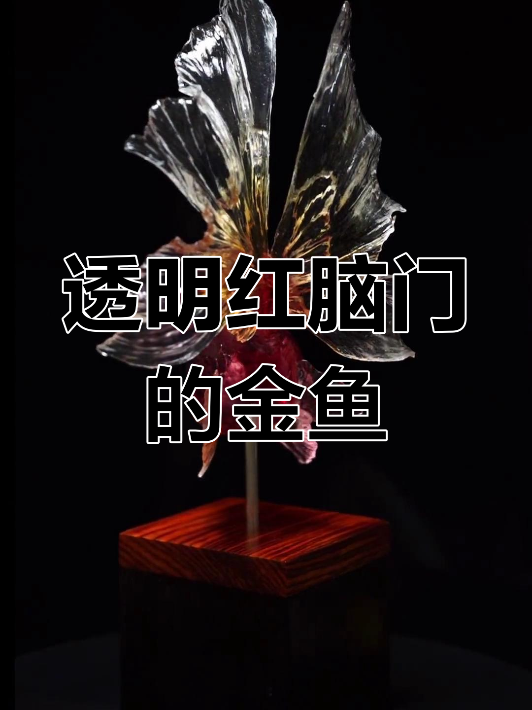 这只金鱼最吸引我的地方,是它晶莹剔透的红色脑门