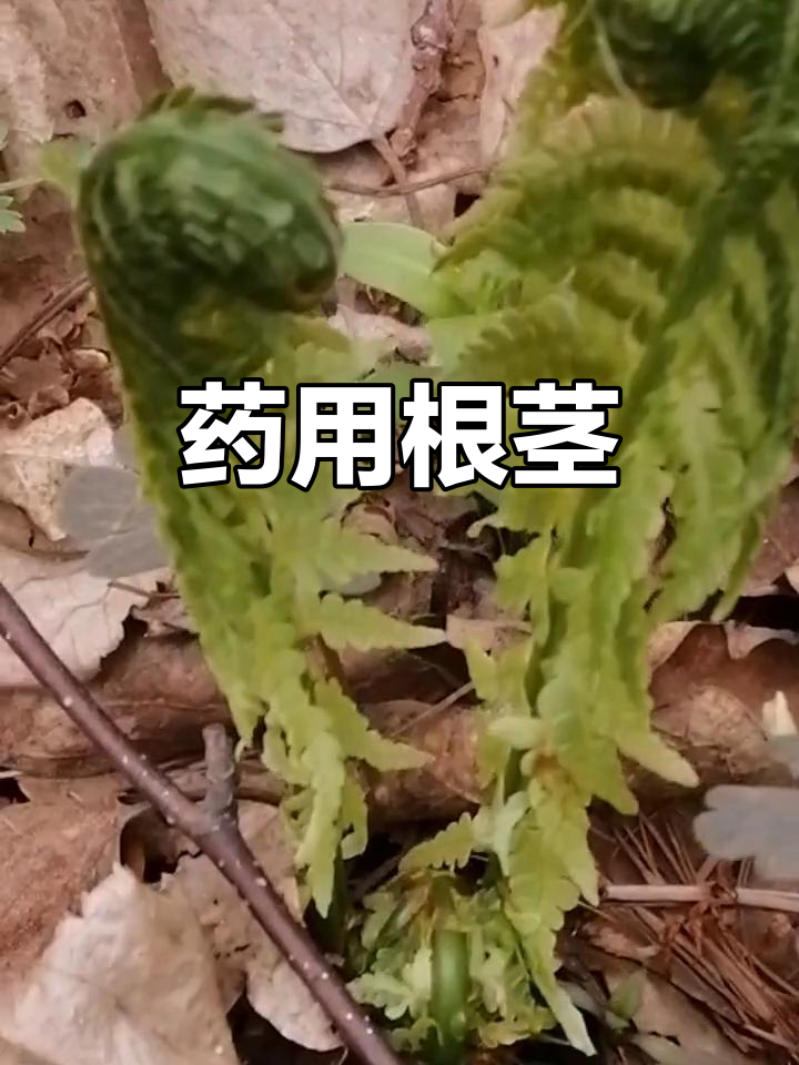 根茎含多种药效,清热解毒、止血效果显著