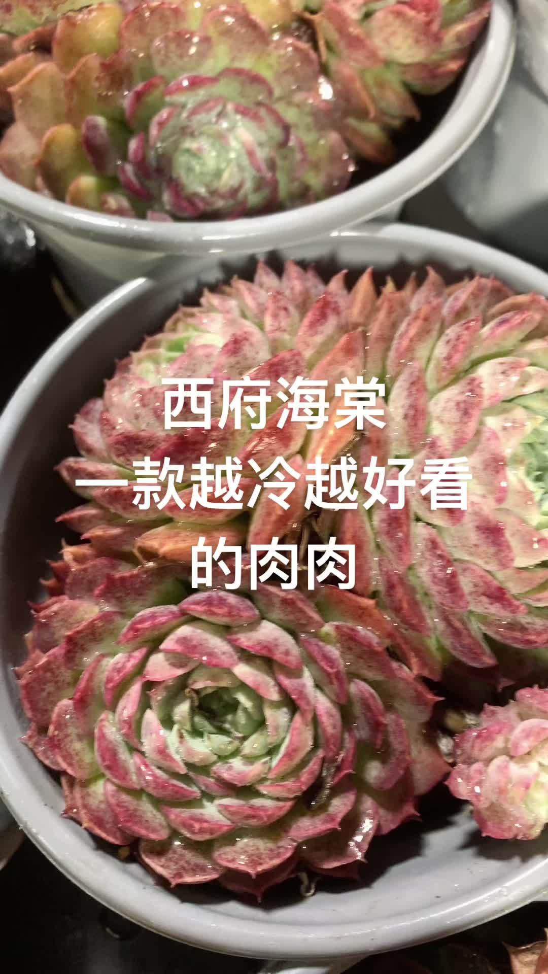 多肉植物 越冷越好看的西府海棠,你值得拥有 肉肉的世界 多肉直播