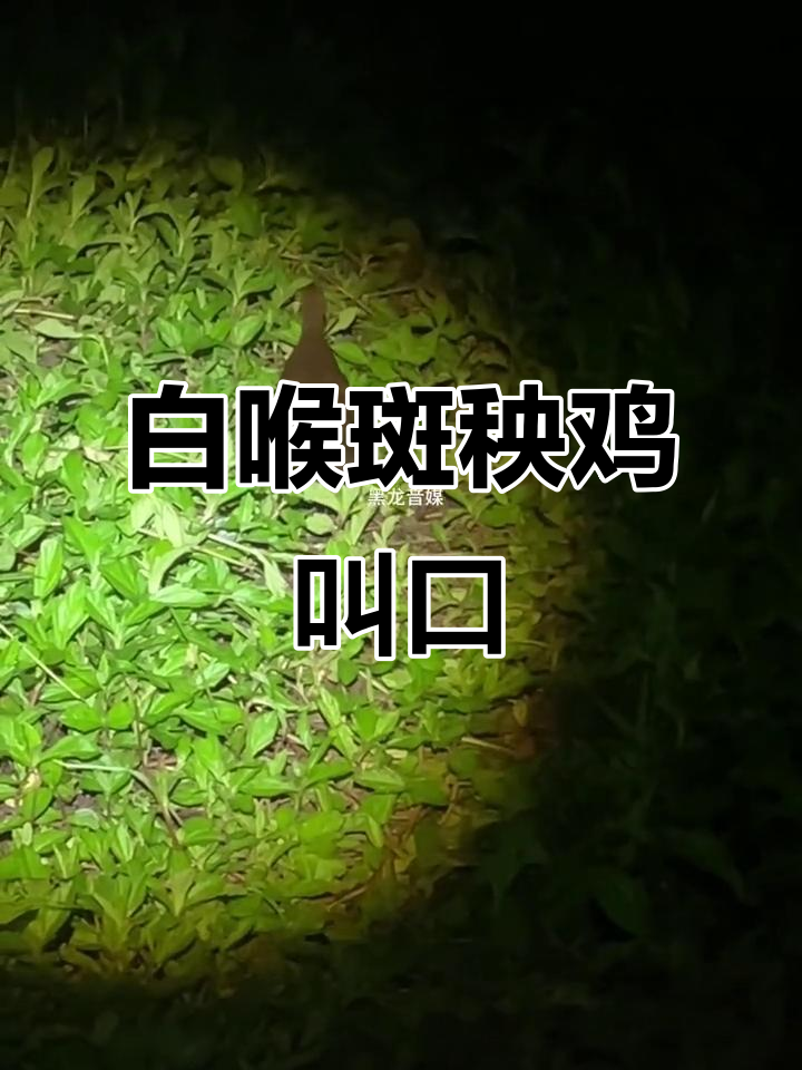 白喉斑秧鸡夜行叫声，错过机会无法回头