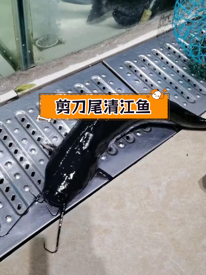 清江鱼:鮰鱼的独特特征