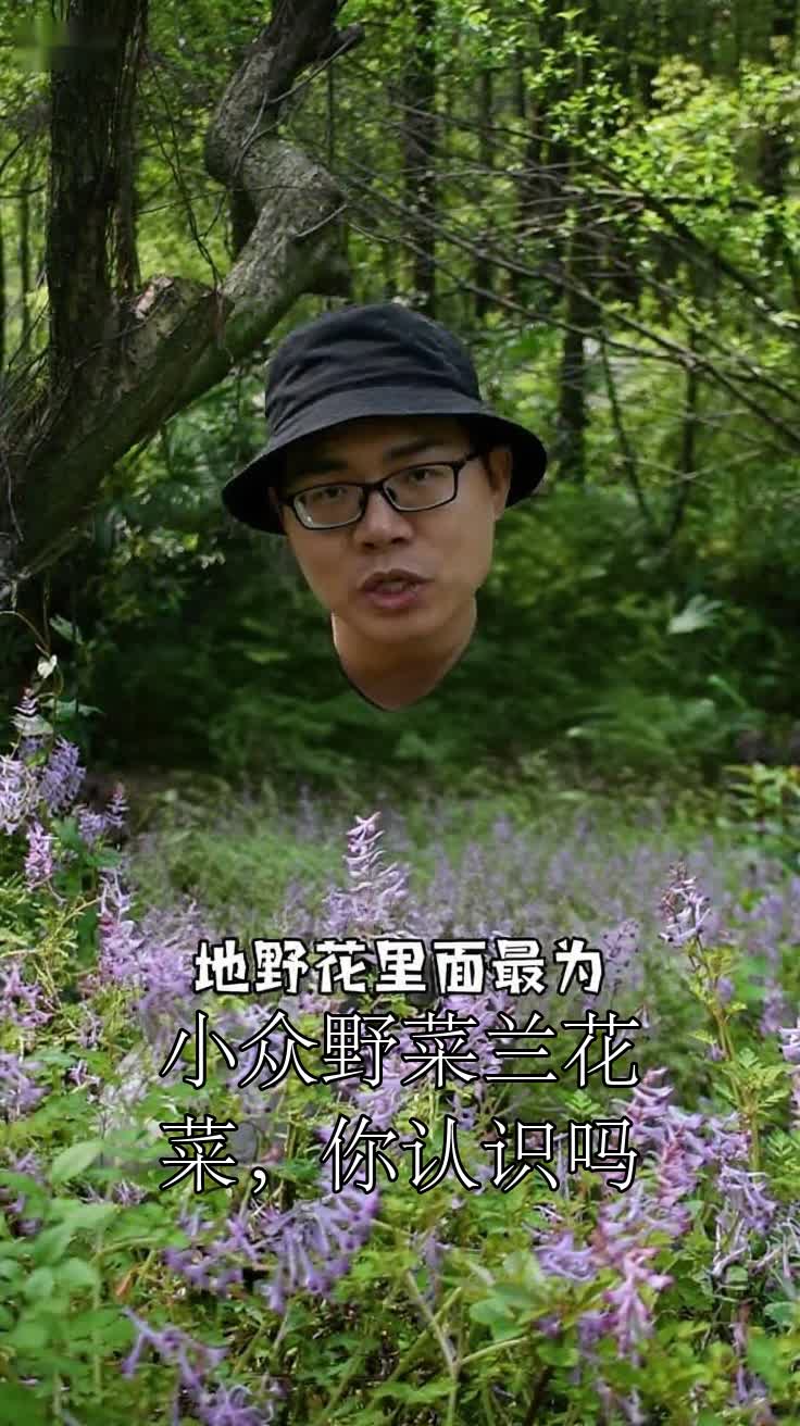 小众野菜兰花菜，你认识吗