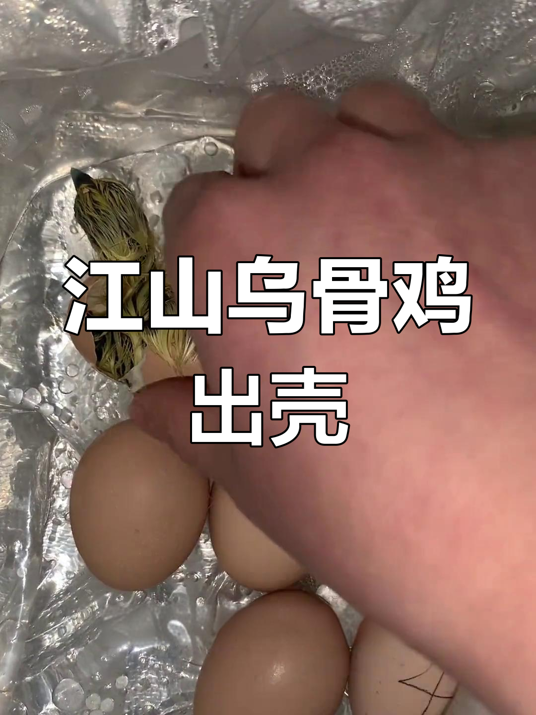 江山乌骨鸡孵化全过程,18天破壳而出