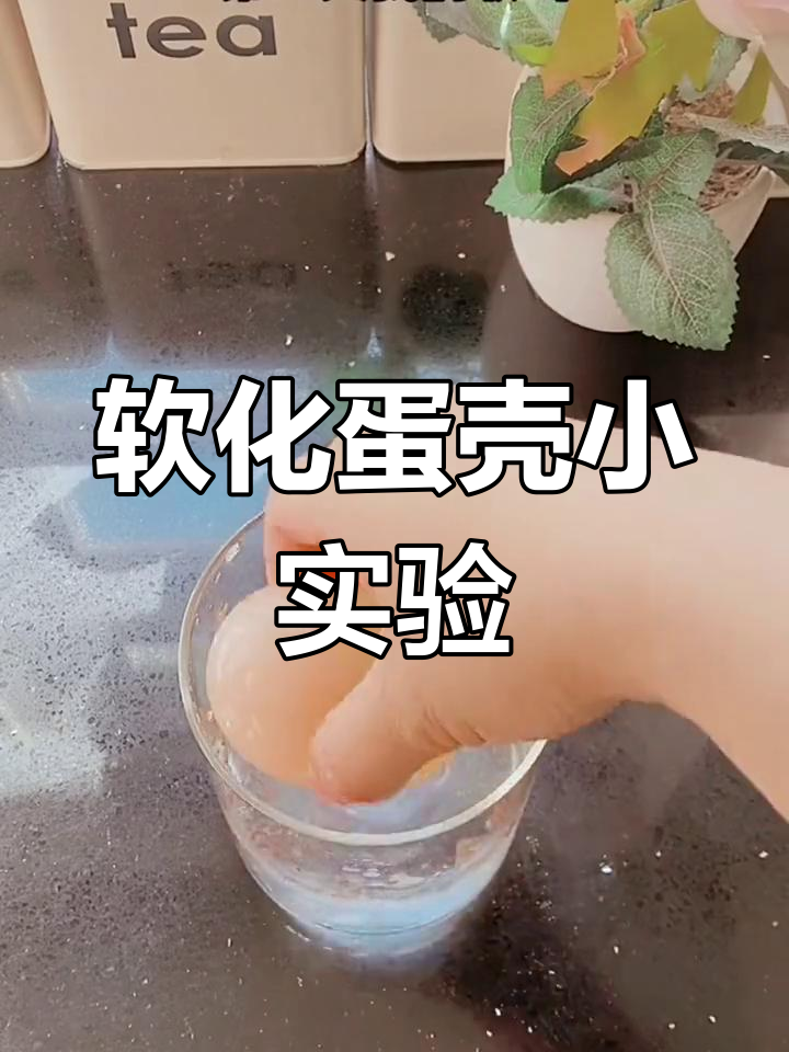 醋泡鸡蛋变软,轻松去壳!健康又有趣的实验