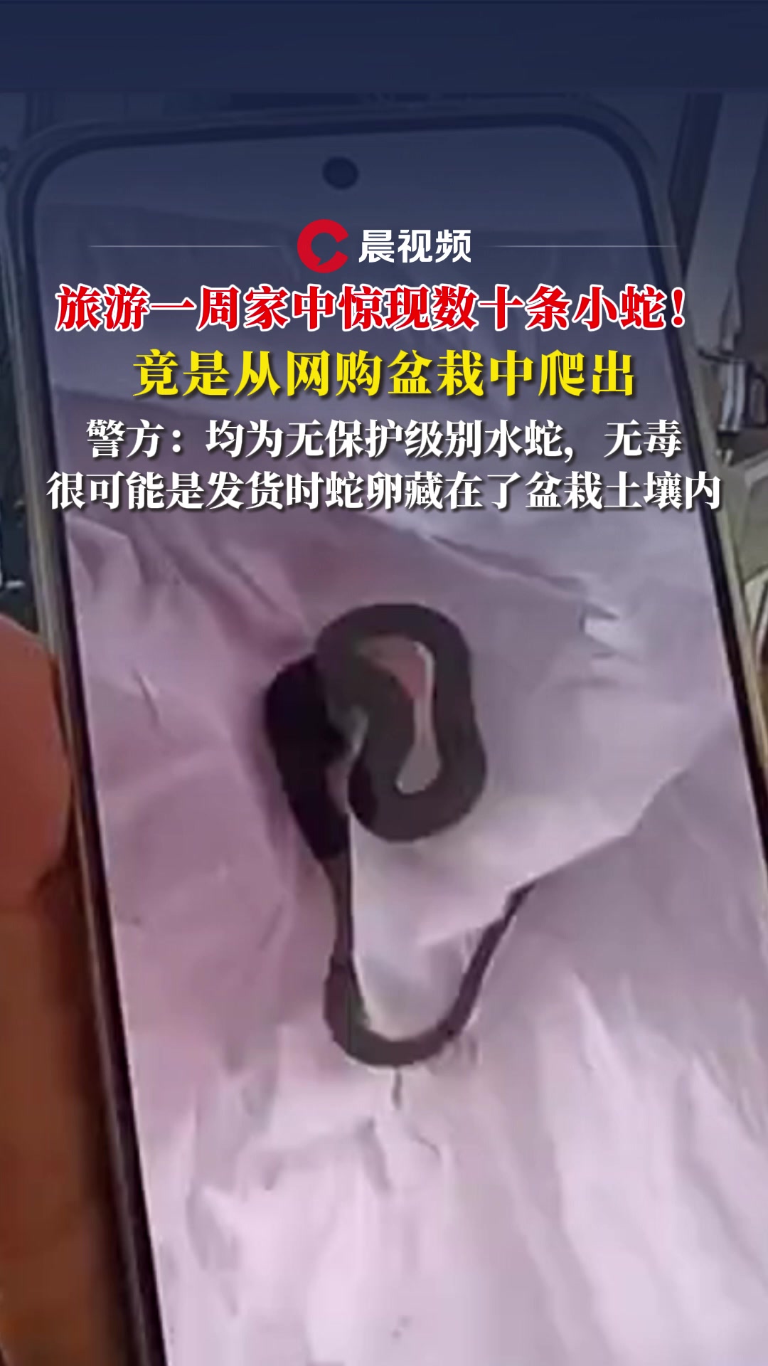 男子网购盆栽爬出10条活蛇!专业人士:蛇卵藏于盆栽土壤内,然后自然孵化