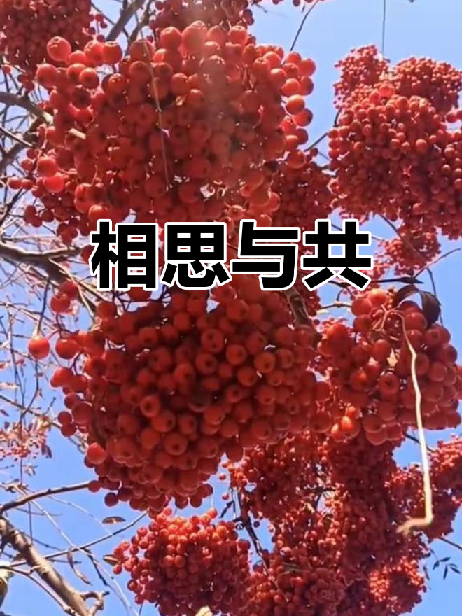 芝士奶酪棒,外酥里嫩,搭配番茄酱和沙拉酱更美味