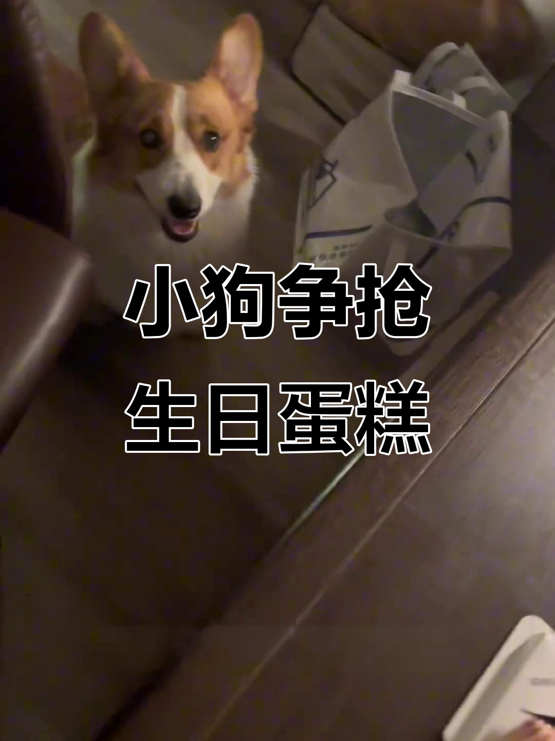 元宝生日蛋糕争夺战，小胖狗气鼓鼓离家出走