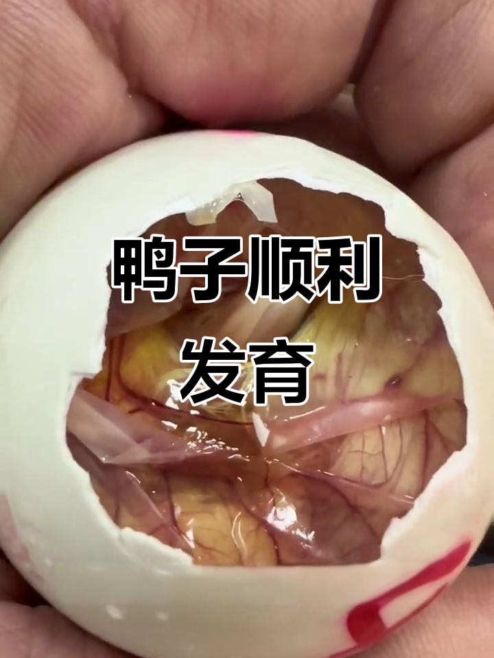 鸭子成功转肺呼吸,胎位正常,期待破壳的那一刻!