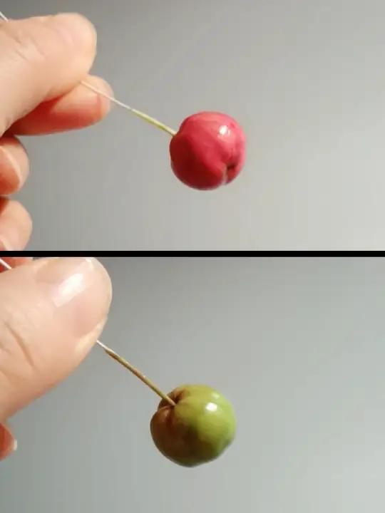 粘土针叶樱桃果制作教程~