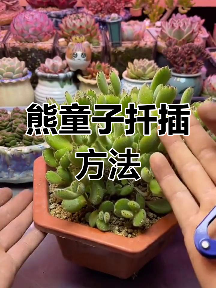熊童子扦插技巧大揭秘,如何轻松繁殖多肉植物