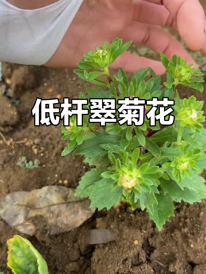 耐寒翠菊,低矮重瓣花量惊人