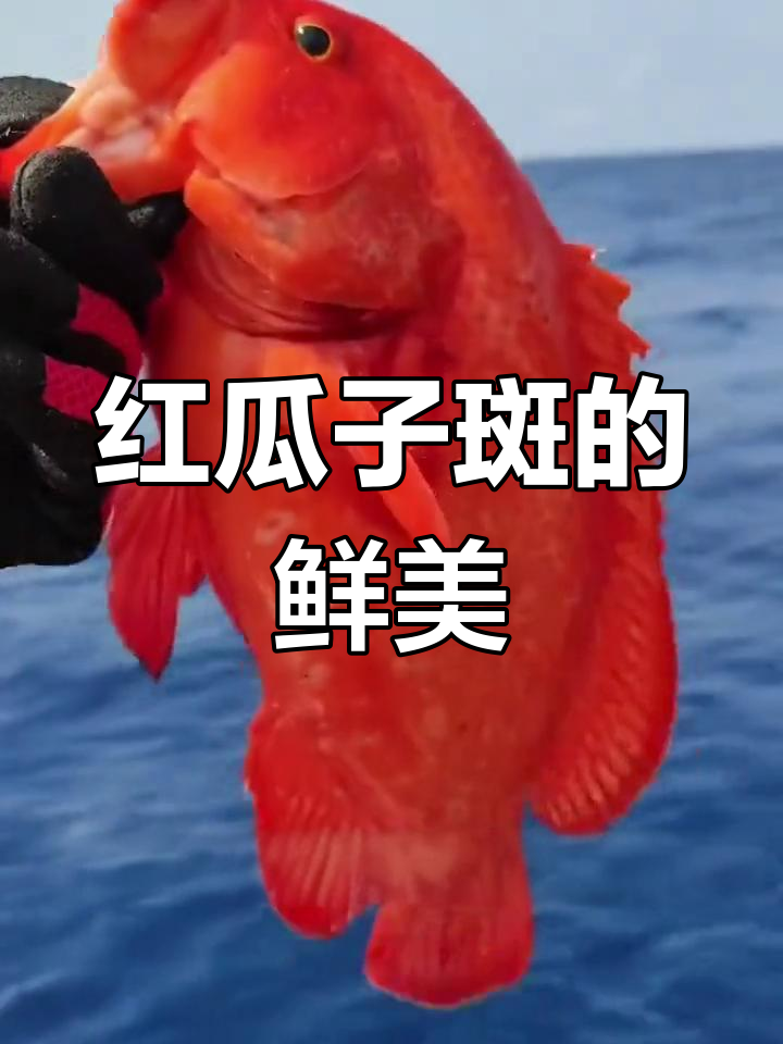 稀有红瓜子斑,海中的美味瑰宝