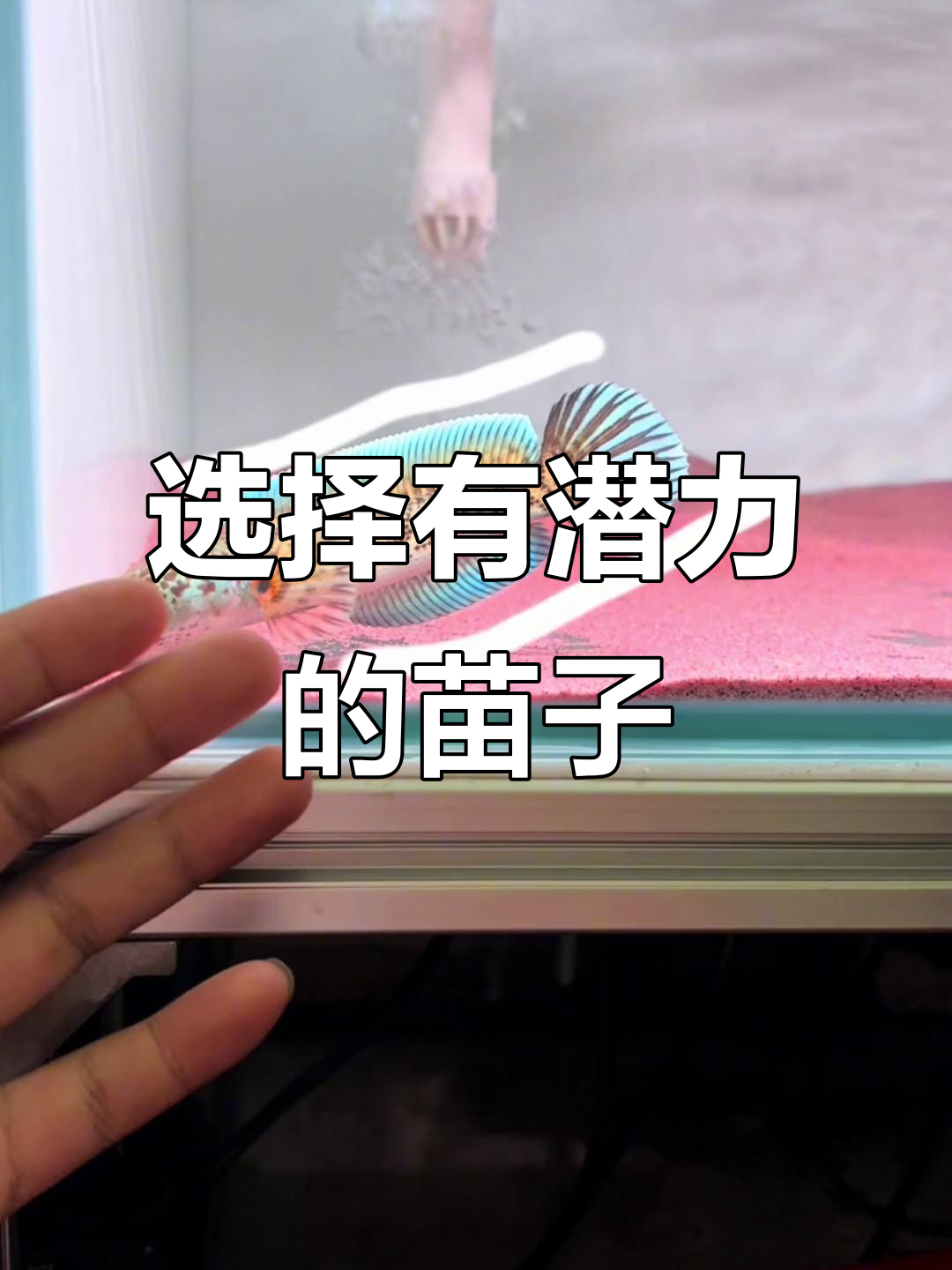 选一条潜力小蛇,培养成黄金眼镜蛇雷龙