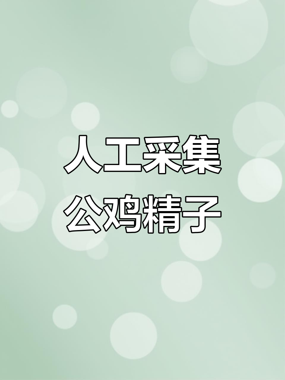公鸡人工采精技巧大揭秘,雨天也能轻松操作