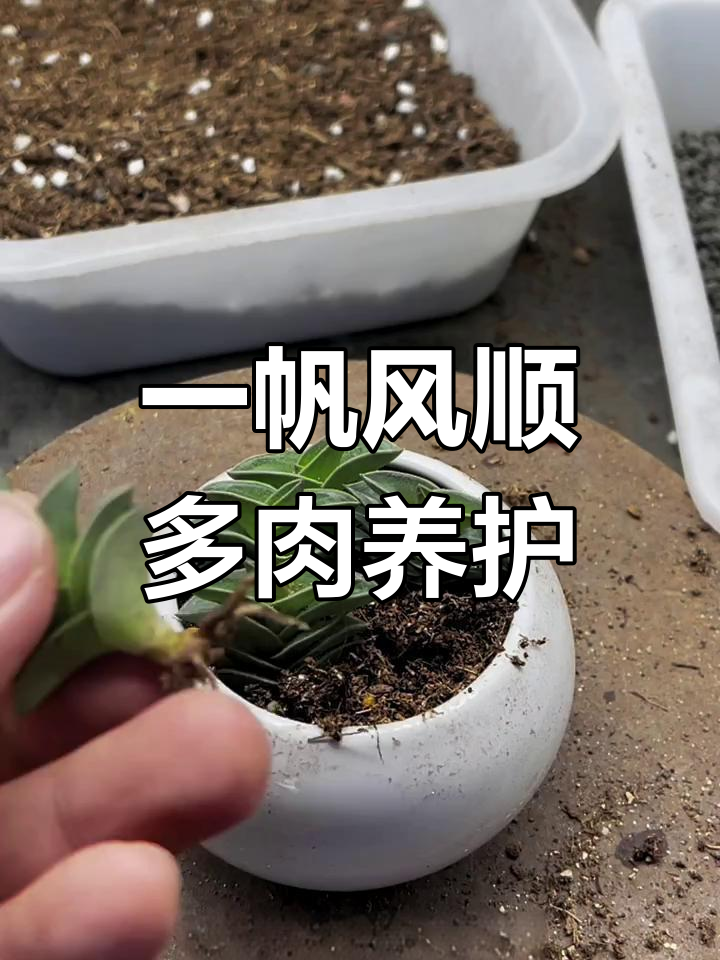 一帆风顺多肉养护全攻略，轻松掌握水光管理