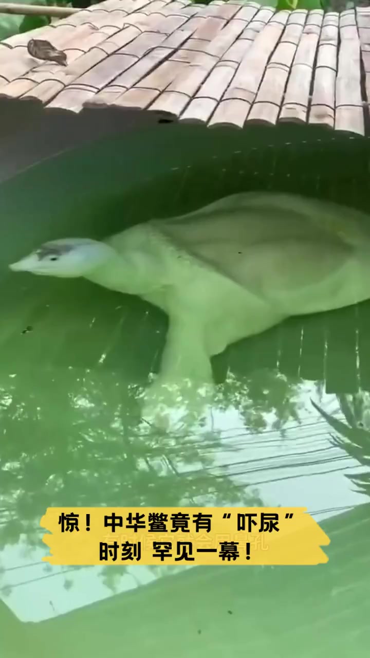 惊!中华鳖竟有“吓尿”时刻,罕见一幕!