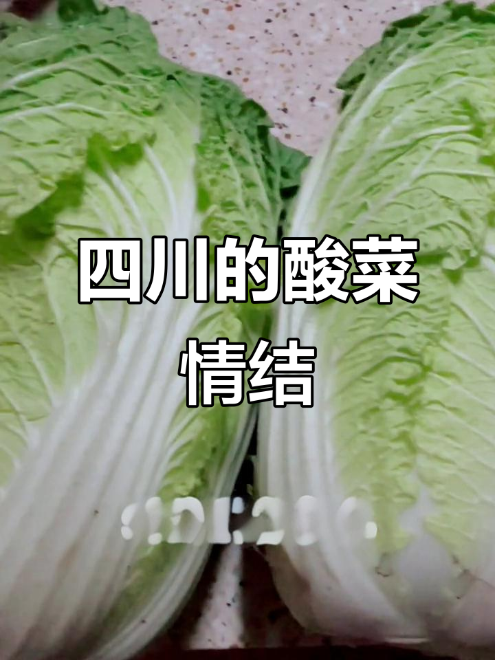 在四川,酸菜成了心头好,自己动手腌制才最地道!