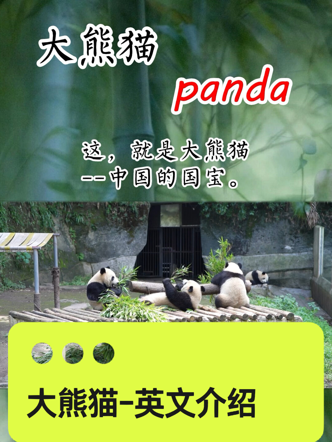 国宝熊猫,英文介绍,用英语介绍中国