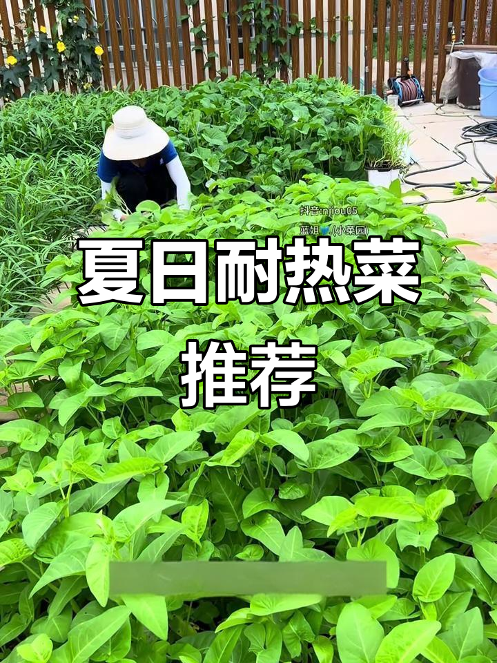 6月种这6种耐热蔬菜,生长更旺盛!