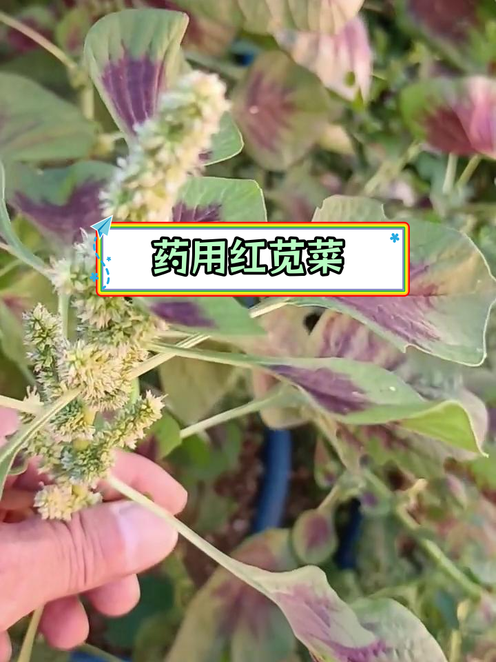红苋菜:药食两用,功效多
