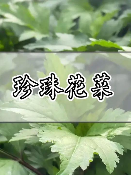 这种青草叫珍珠花菜