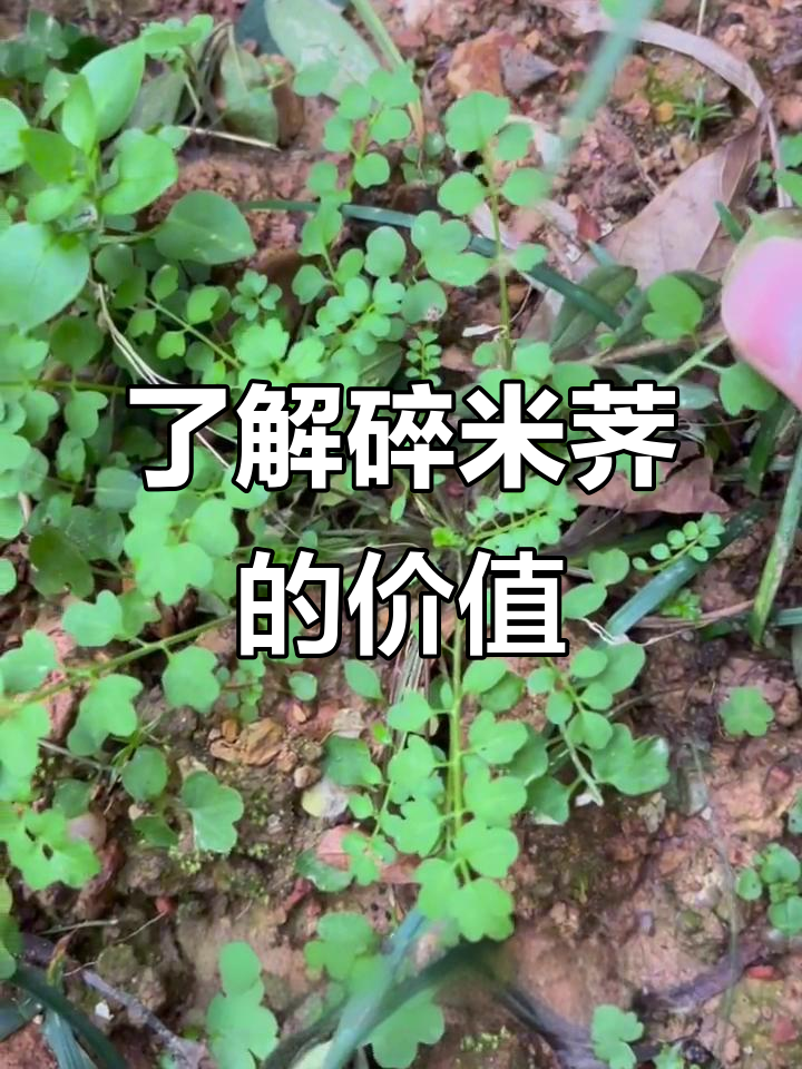 碎米荠:一种你常误以为是杂草的神奇植物,竟有这么多用途!
