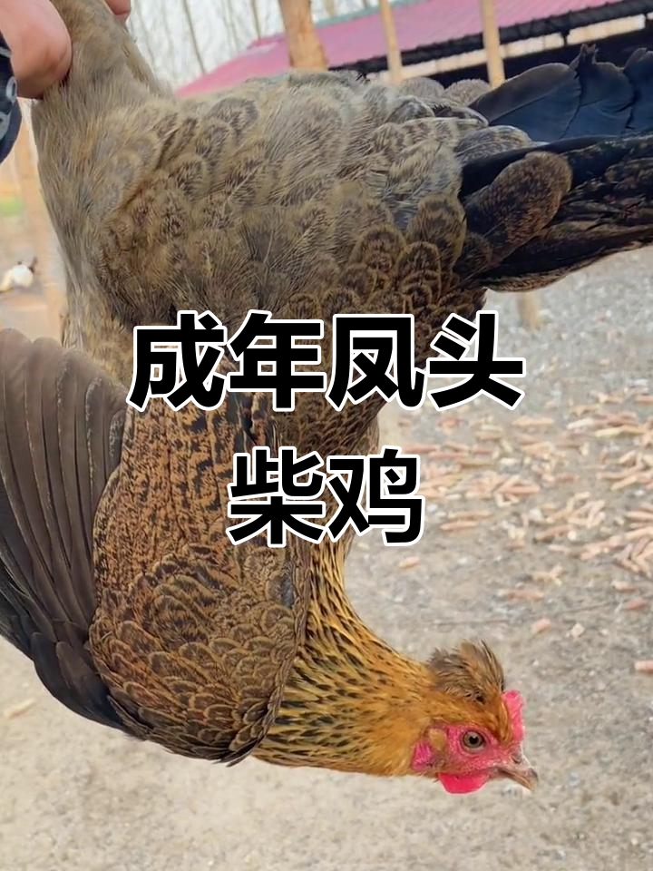 凤头柴鸡成长记:绿壳蛋让人惊喜