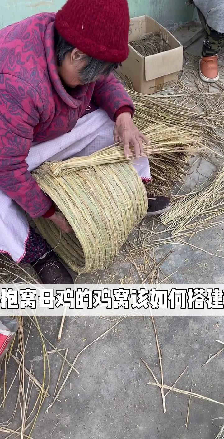 抱窝母鸡的鸡窝该如何搭建?