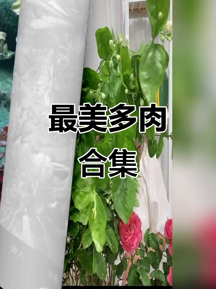 走进多肉的世界,发现最美的肉肉植物