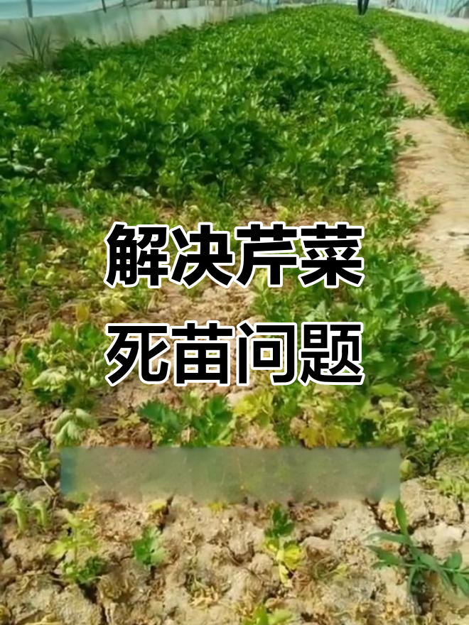 芹菜死苗烂棵原因及解决方法,三大技巧教你避免病害