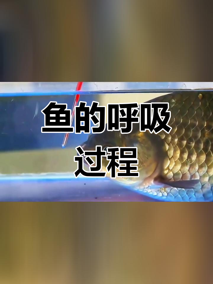 鱼通过鳃呼吸,水从口进入后流出