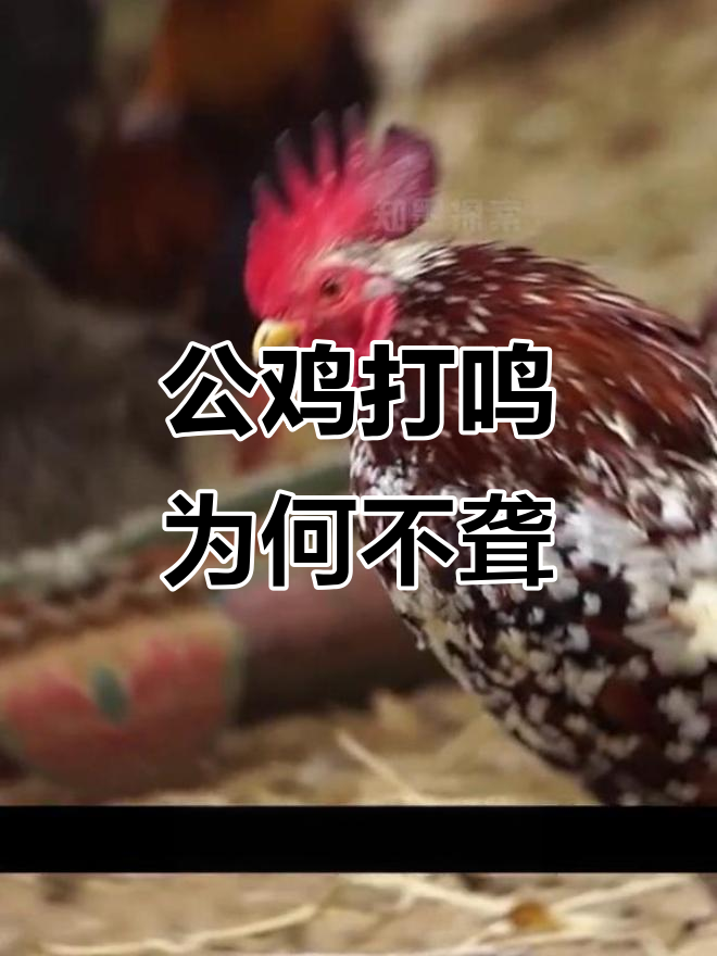 公鸡打鸣为何不震聋自己?揭秘耳朵的神奇保护机制
