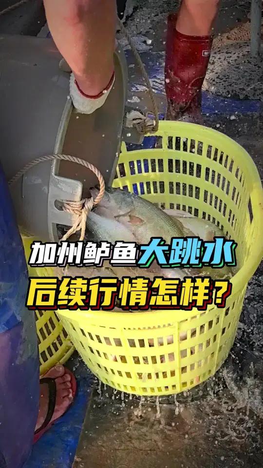 加州鲈鱼价格大跳水，后续行情会怎样