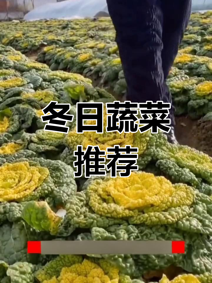冬季种植黄心乌塔菜,低温也能茁壮成长