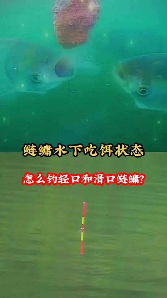 避免滑口鲢鳙和轻口鲢鳙的线组搭配。滑口鱼鲢鳙：线使用1.0-1.5号尼龙线或PE线，主线2