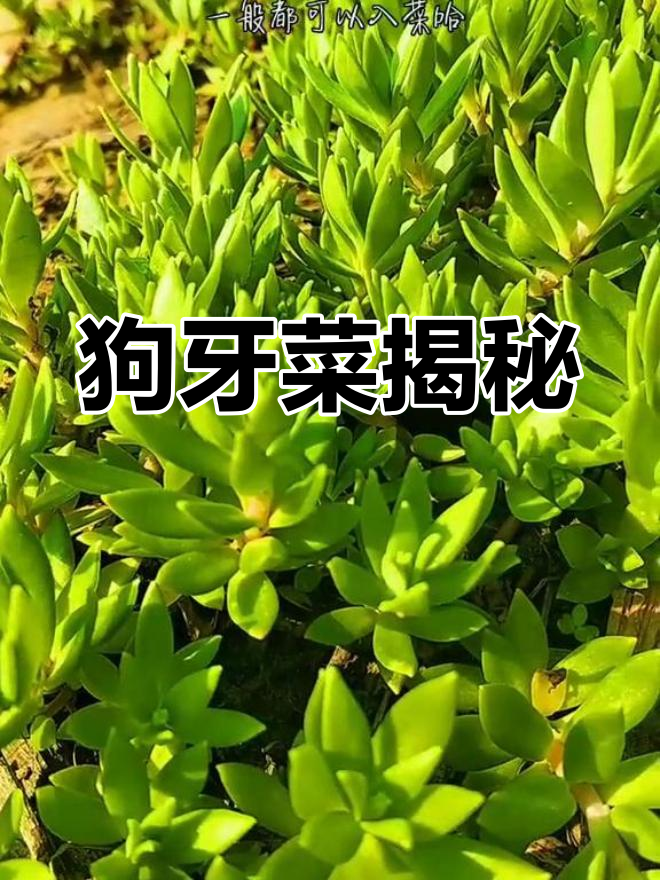 探秘狗牙菜:石板菜的独特魅力与做法