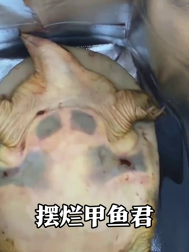 甲鱼被翻肚躺平,腹部斑点像没擦干净的酱油渍