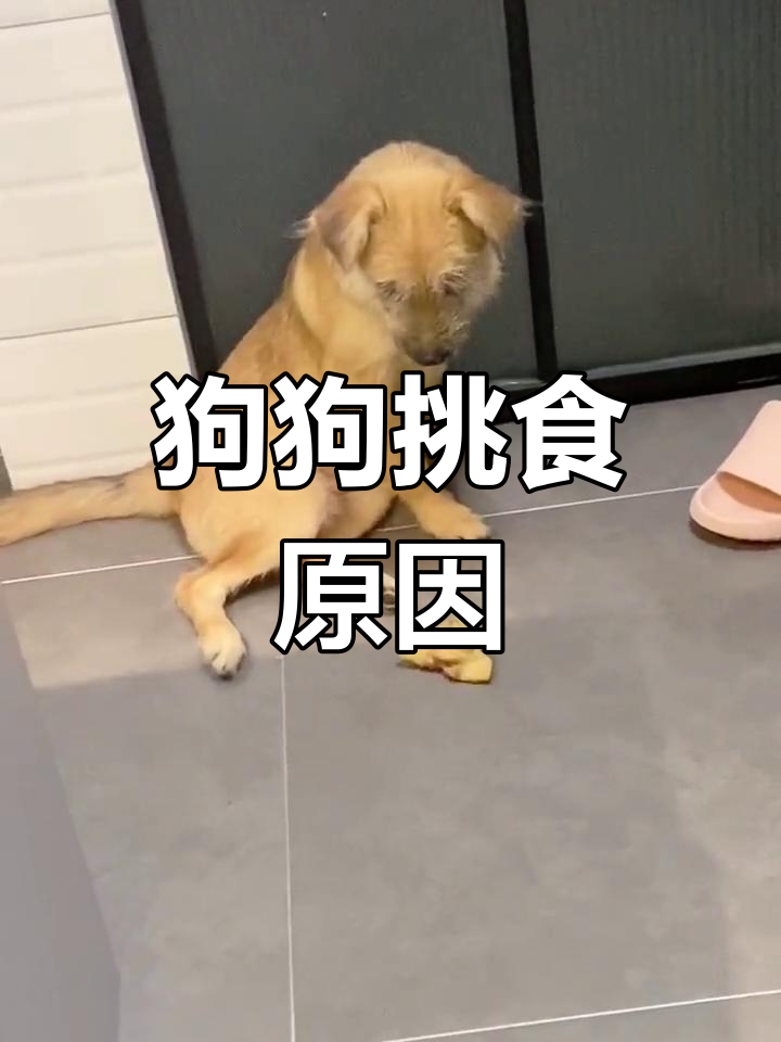 狗狗为何只吃鸡胸肉,不吃其他部位?