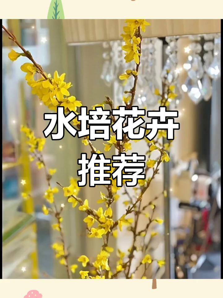 懒人必备水培植物,连翘寸金开花年宵花