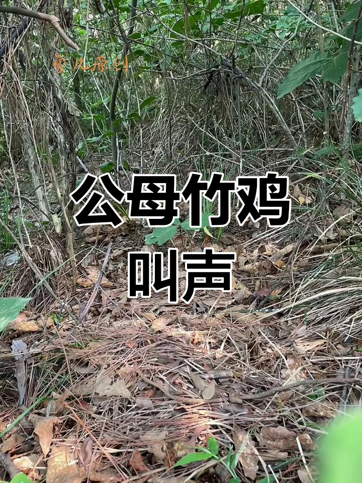 竹鸡窝公冲堂放音对叫