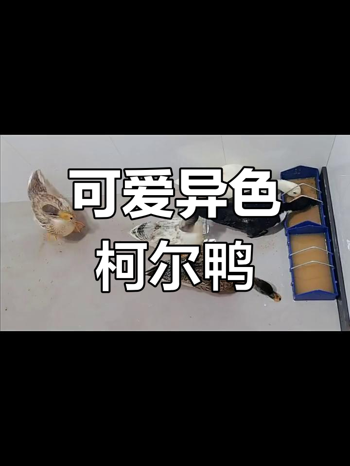 异色柯尔鸭,萌态十足