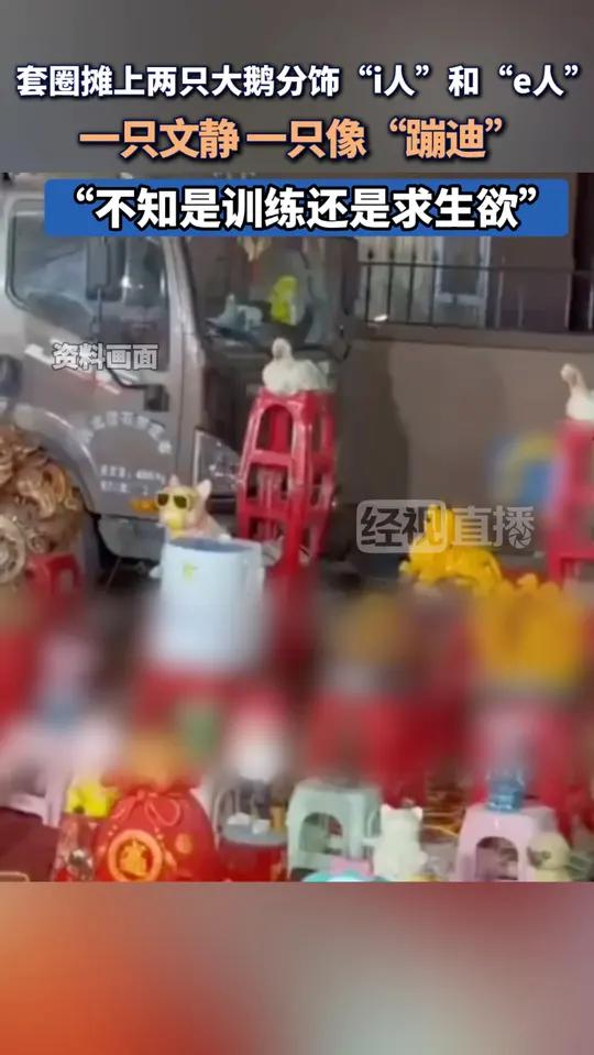 河北石家庄,套圈摊上的大鹅一只很文静,另一只左右摆头像在“蹦迪”。拍摄者:不知道是训练的还