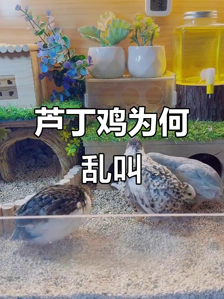 芦丁鸡应激反应解析：乱飞、撞笼与半夜惊叫的原因